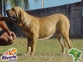 In Memorian - Fila Brasileiro Dourado - Canil Singular - Mont